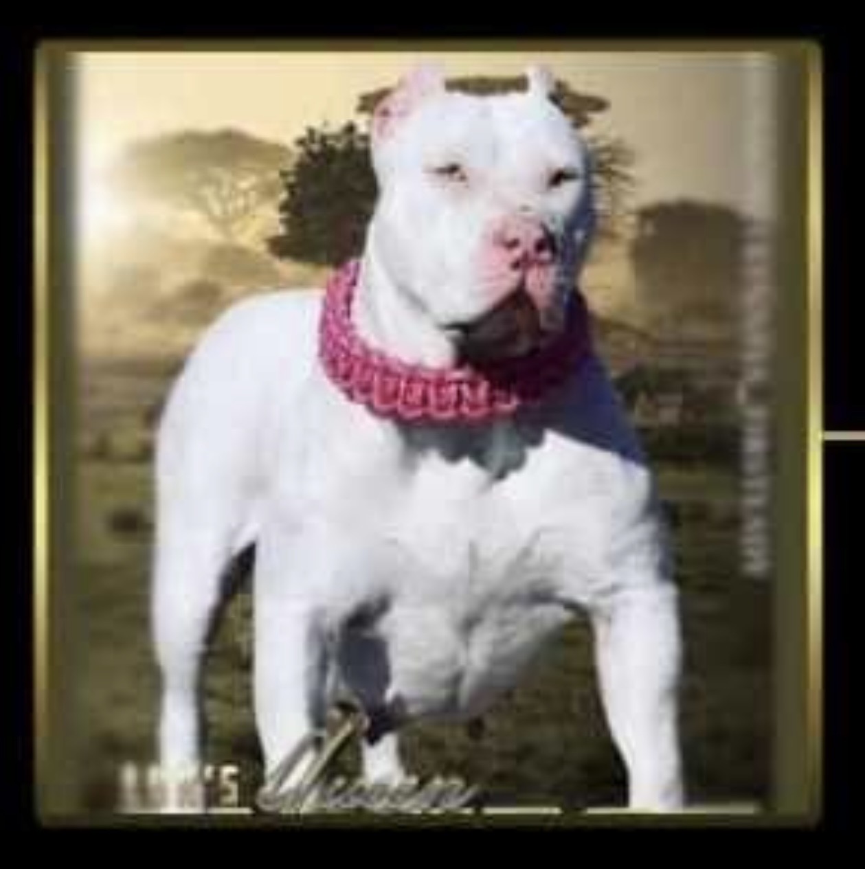 Dog Featured Image