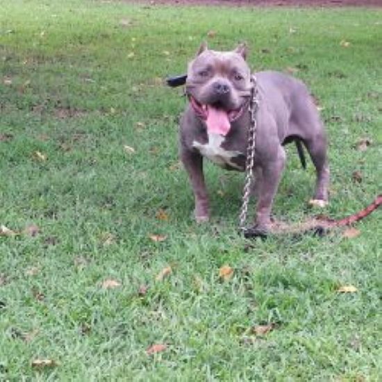 Dog Featured Image
