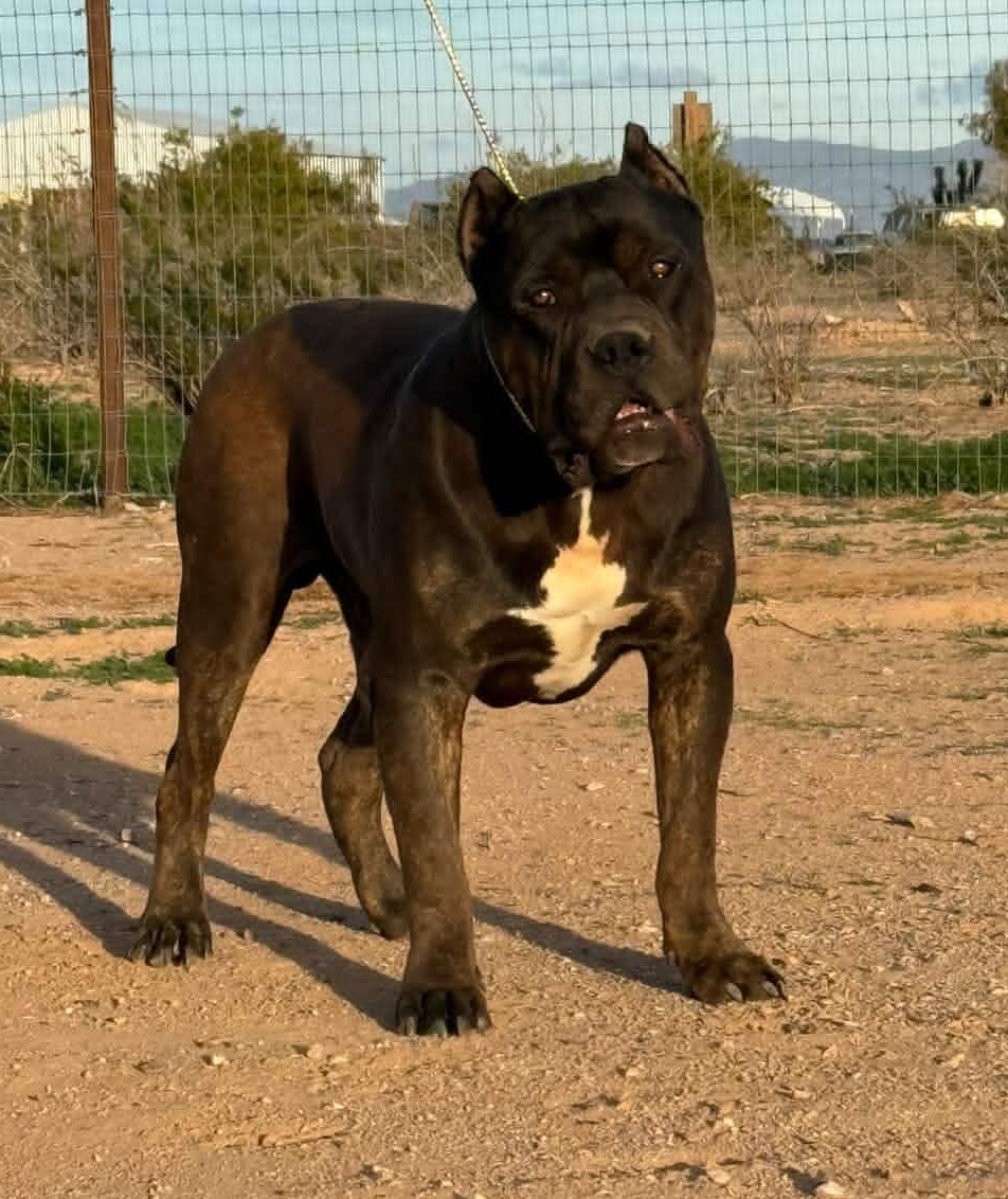 Dog Featured Image