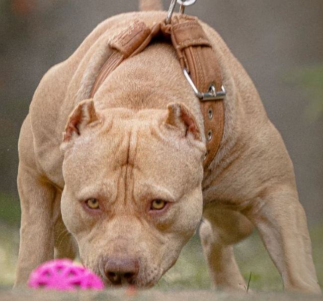 Dog Featured Image