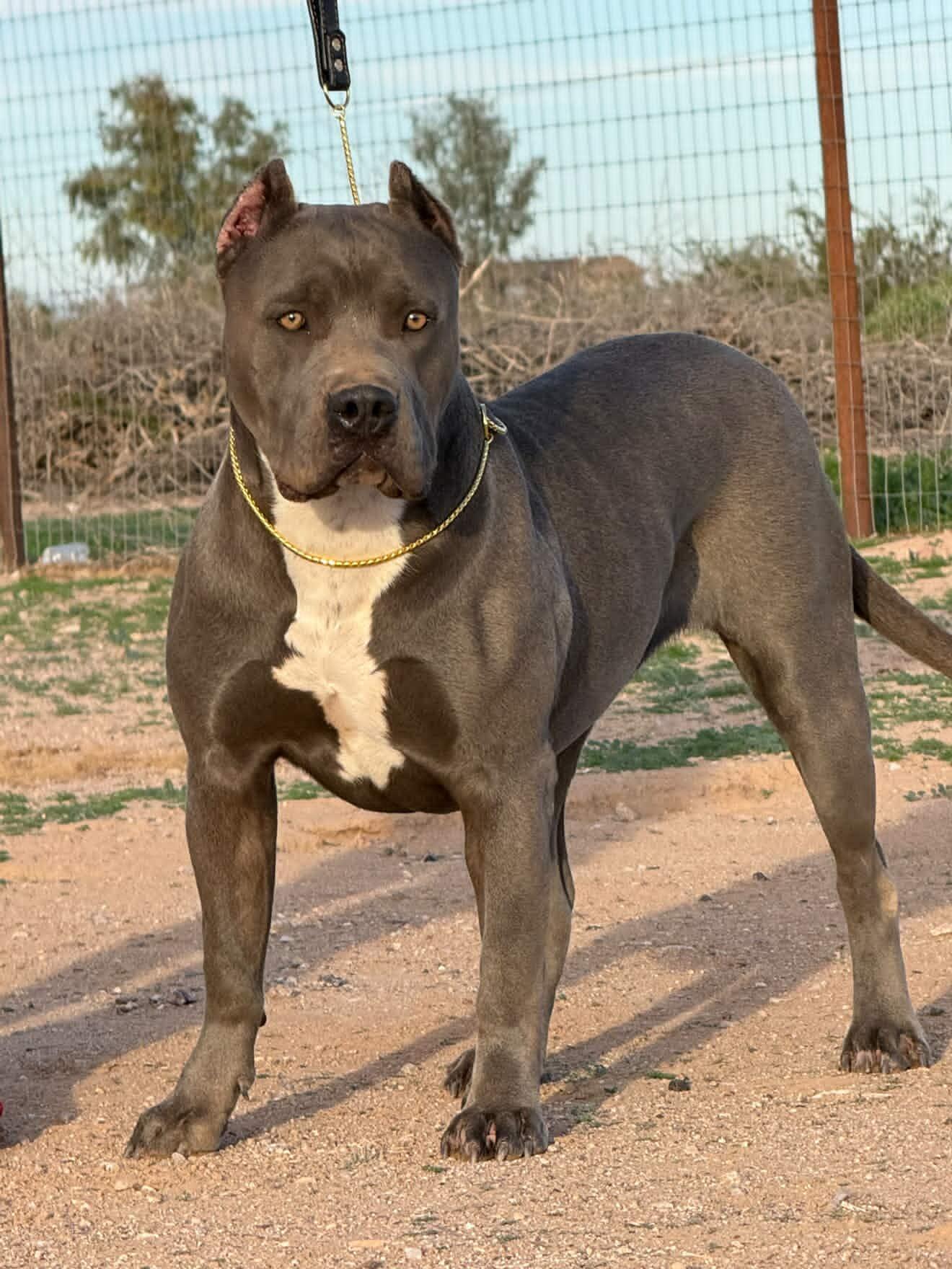 Dog Featured Image