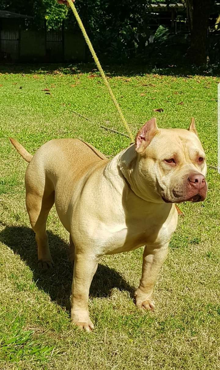 Dog Featured Image