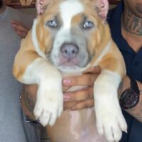 Sik’s Loe Lou X Sik’s Cherry Bomb pups