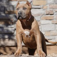 Sik’s Loe Lou X WB Candy Apple pups