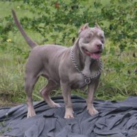 PLATINUM BULLIES SOCAL SWEET HEART