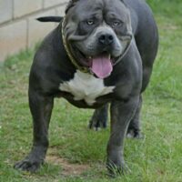 Dog Featured Image