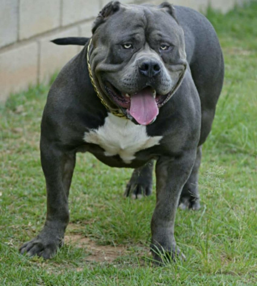 Dog Featured Image
