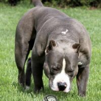 Blue Sai Pits Chozen