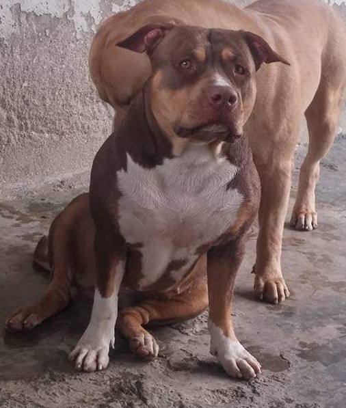 Dog Featured Image
