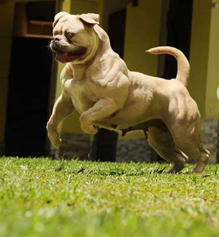 Dog Featured Image