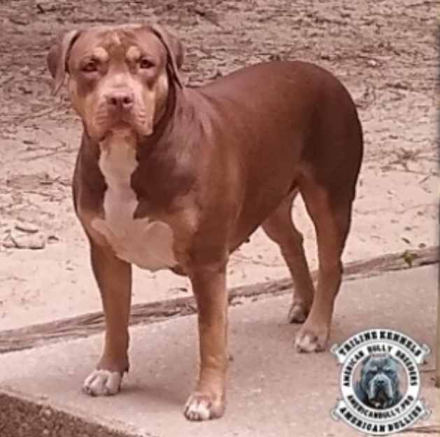 Dog Featured Image