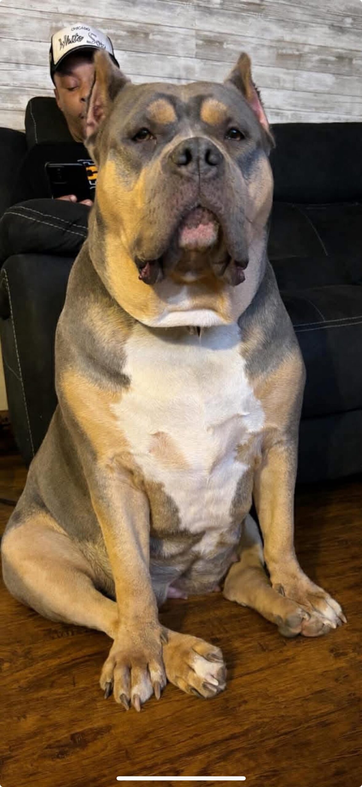 Dog Featured Image