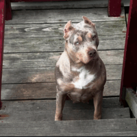 Novathebully