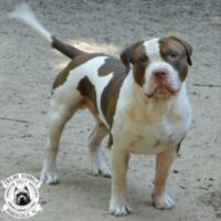 TRILINE’S ROLO