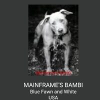 MAINFRAME’S BAMBI