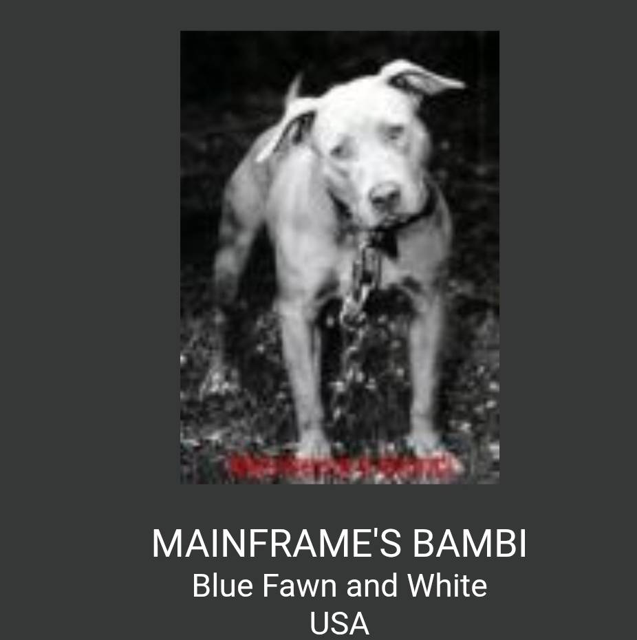 Dog Featured Image