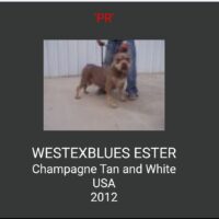 WESTEXBLUES ESTER