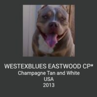 WESTEXBLUES EASTWOOD CP