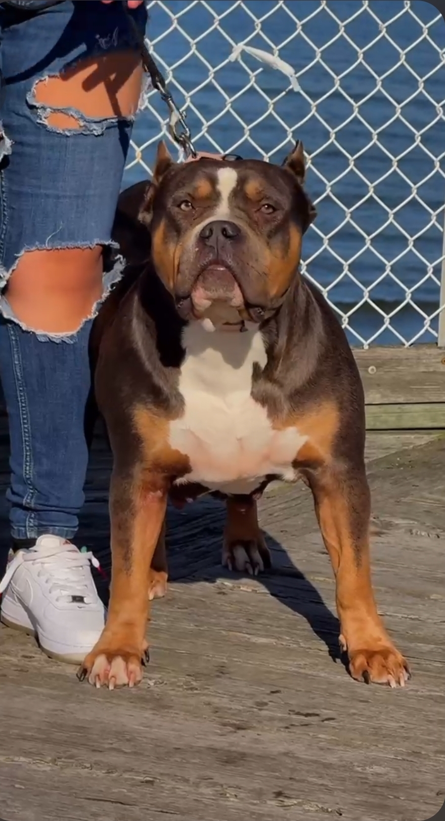 Dog Featured Image