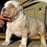 ST.BRIXTON X SCARLETT PUPS