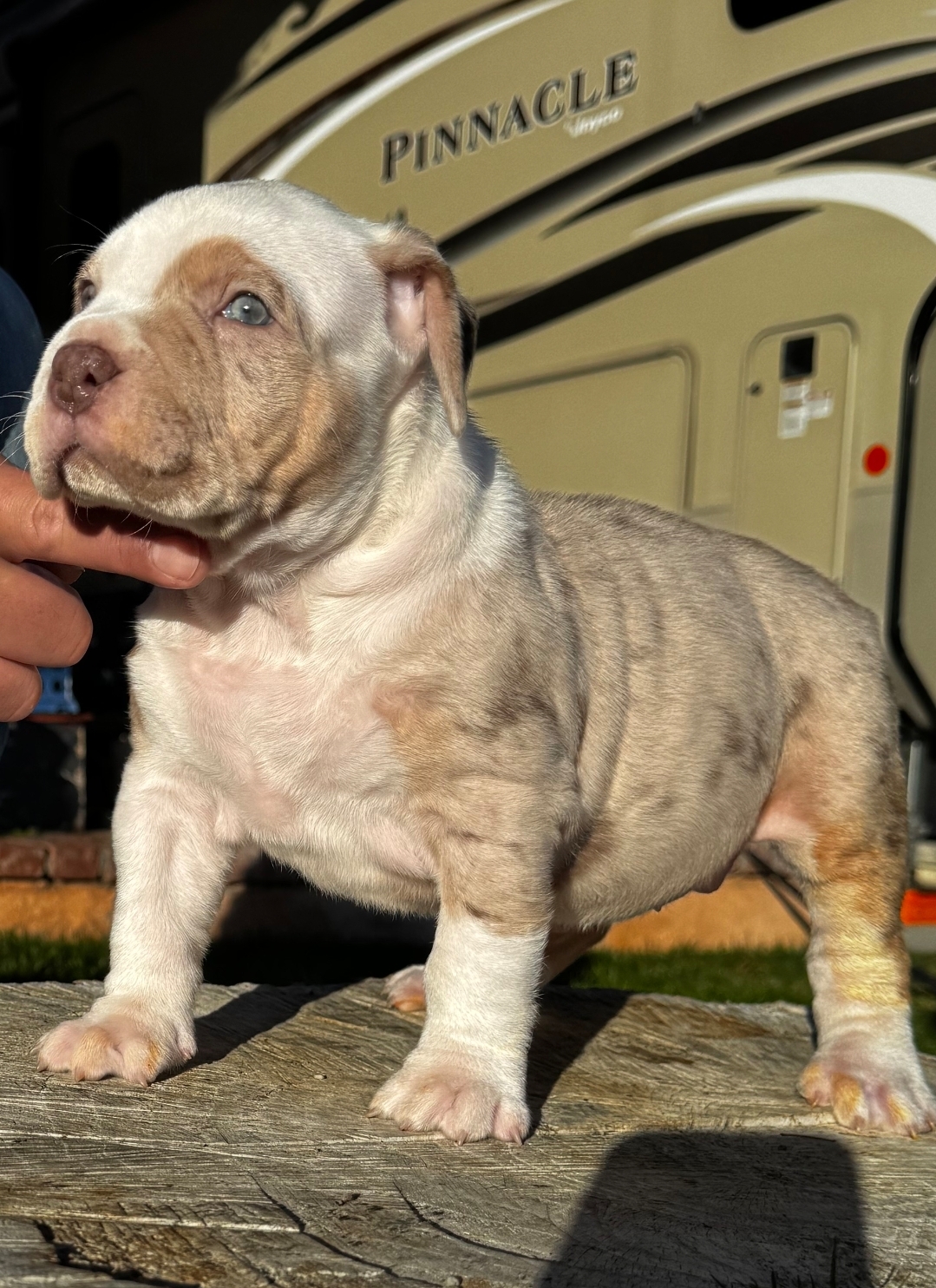 Dog Featured Image