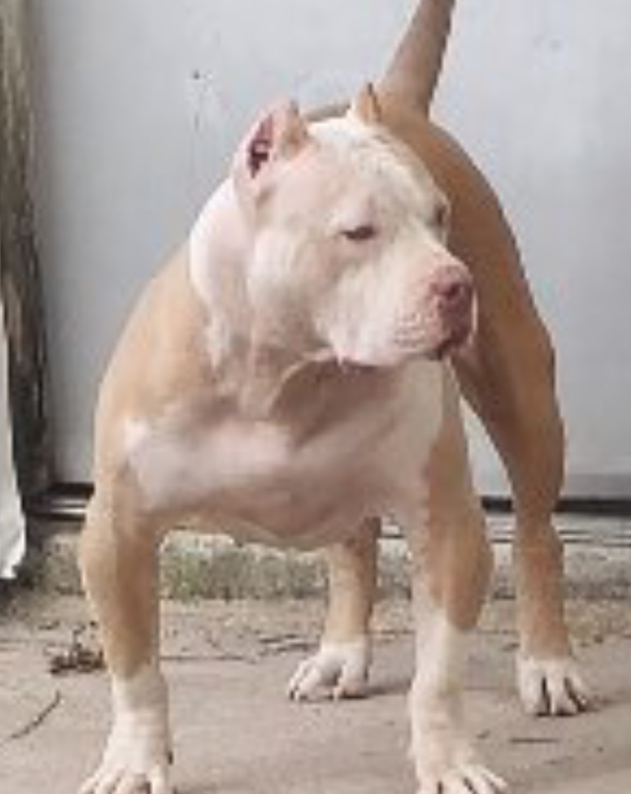 Dog Featured Image