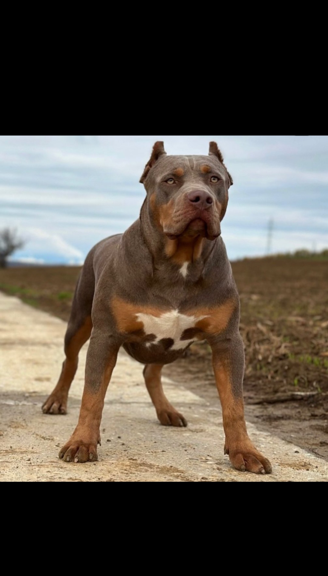 Dog Featured Image