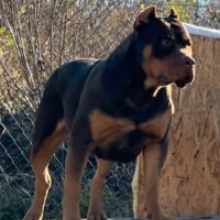 Dog Featured Image