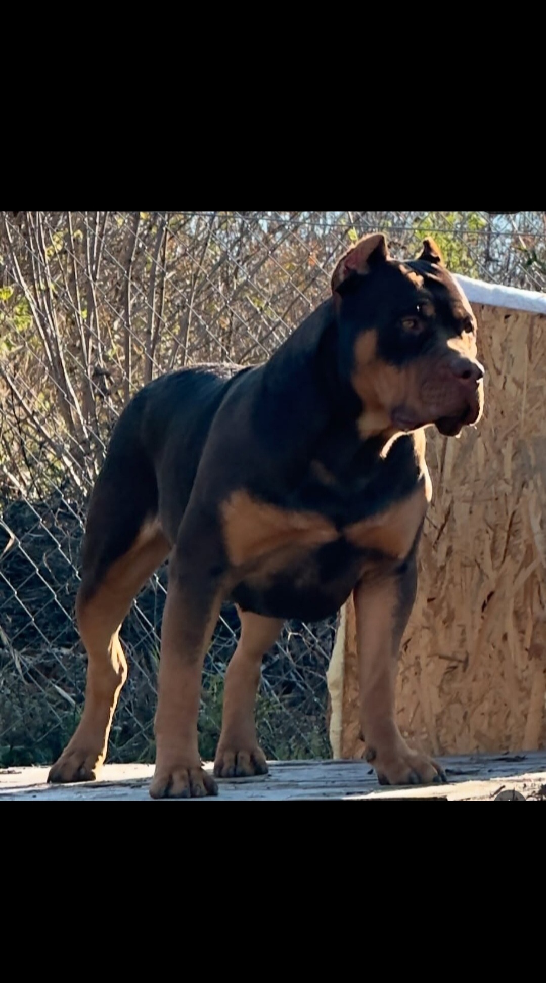 Dog Featured Image