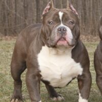 ONE SHOT BULLIES TAZ