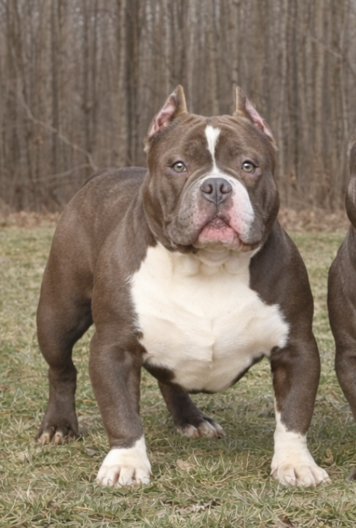 Dog Featured Image