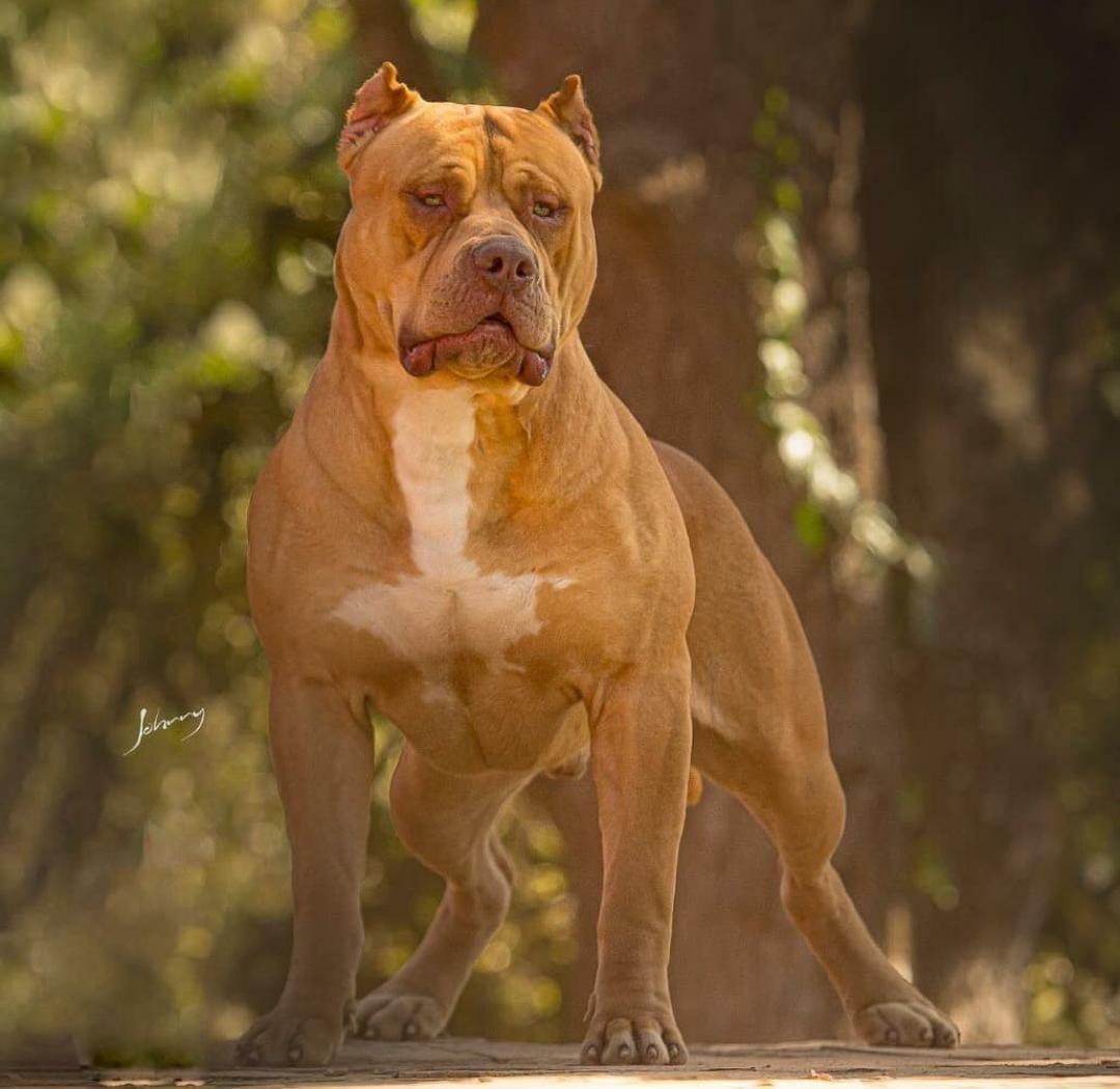 Dog Featured Image