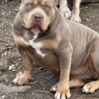 RHBC Nyla