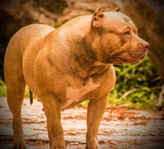 Dog Featured Image