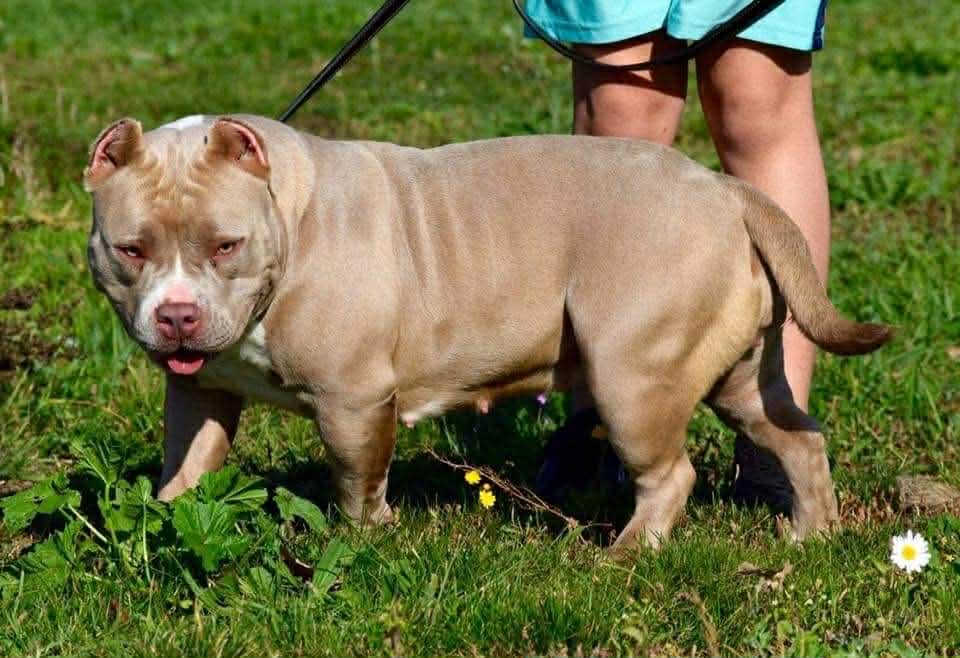 Dog Featured Image
