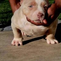 SCB Reya of KNO Bullies