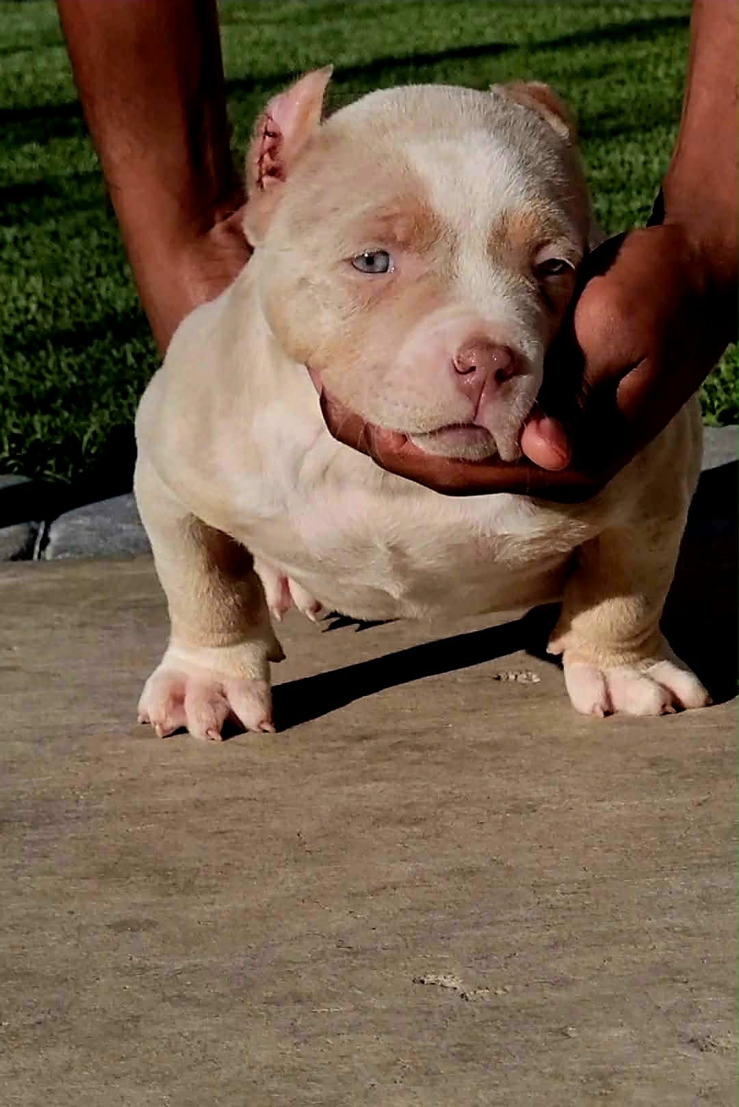 Dog Featured Image