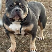 DREAMCATCHING BULLIES LUCKY LADY