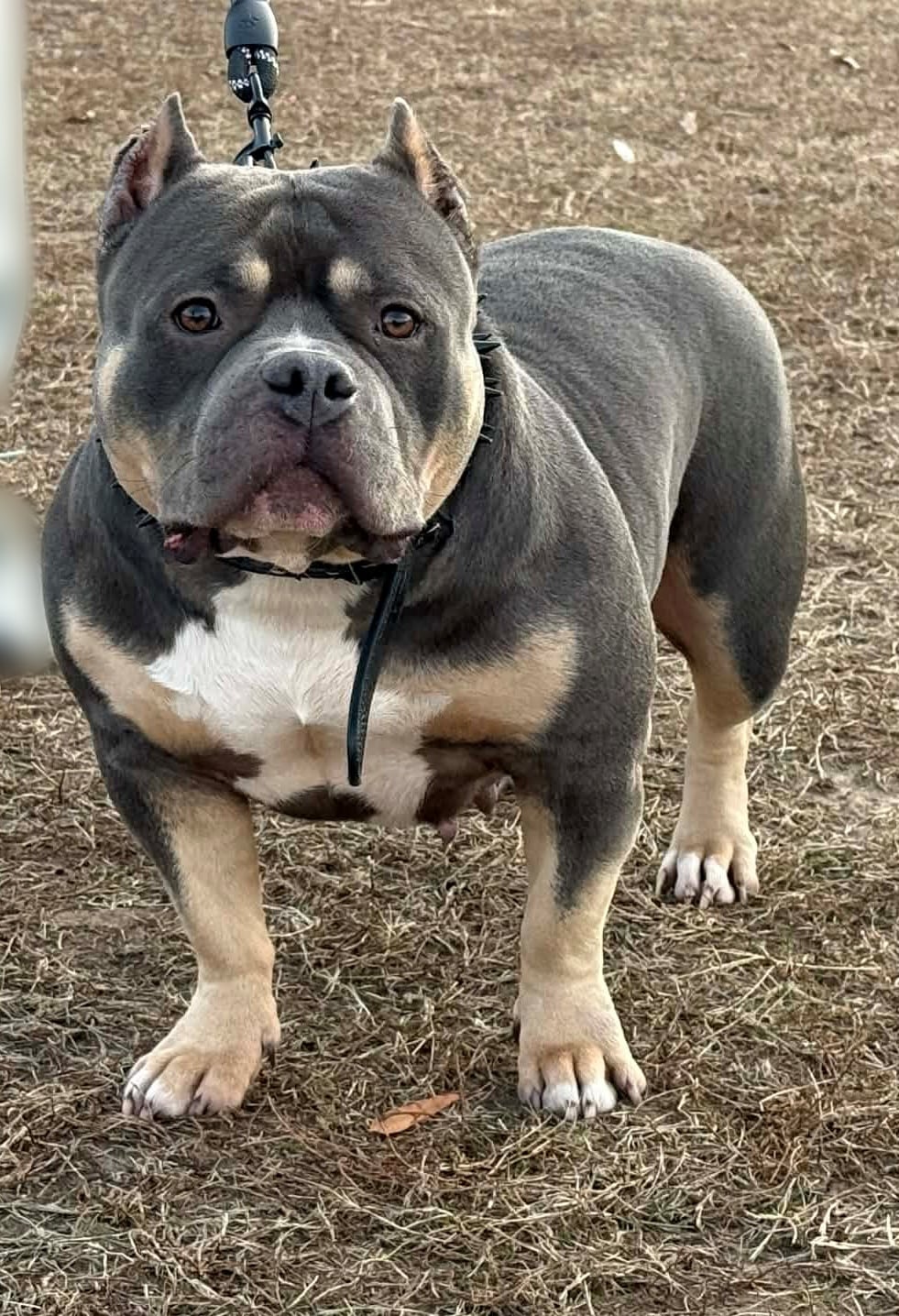 Dog Featured Image