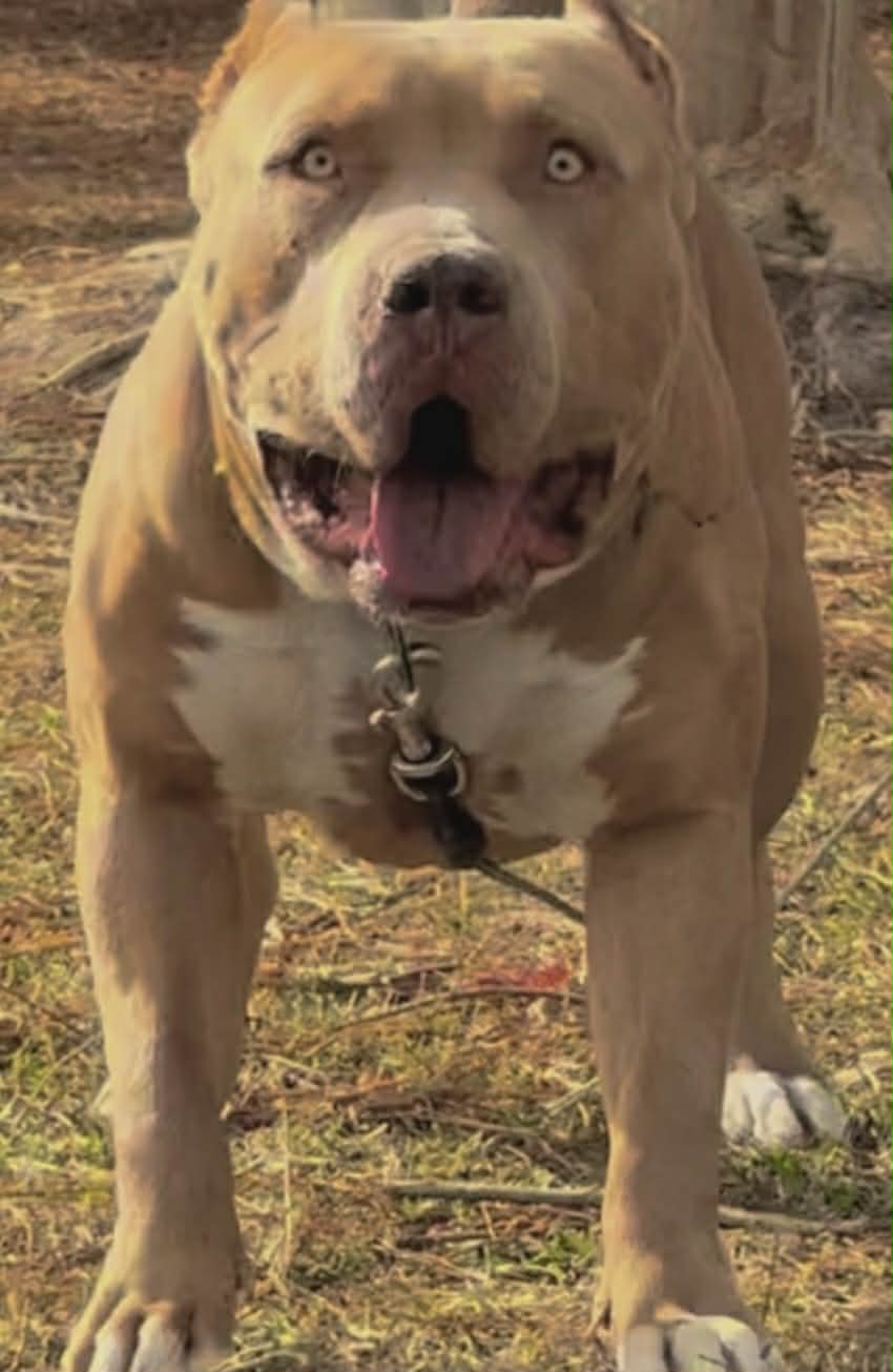 Dog Featured Image