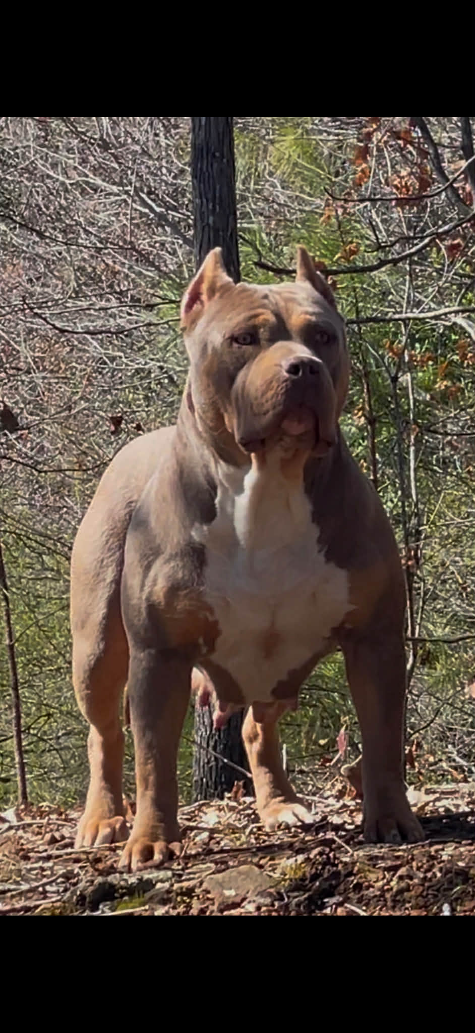 Dog Featured Image