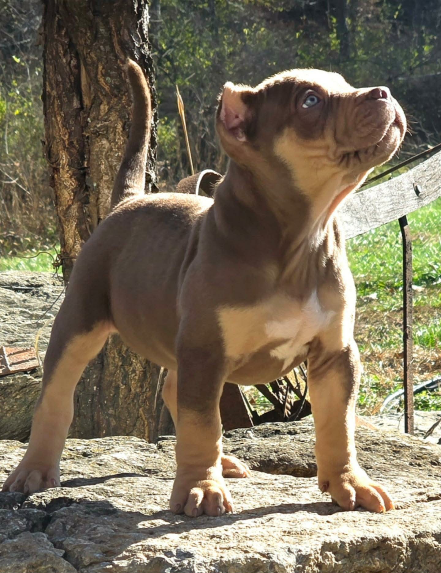 Dog Featured Image