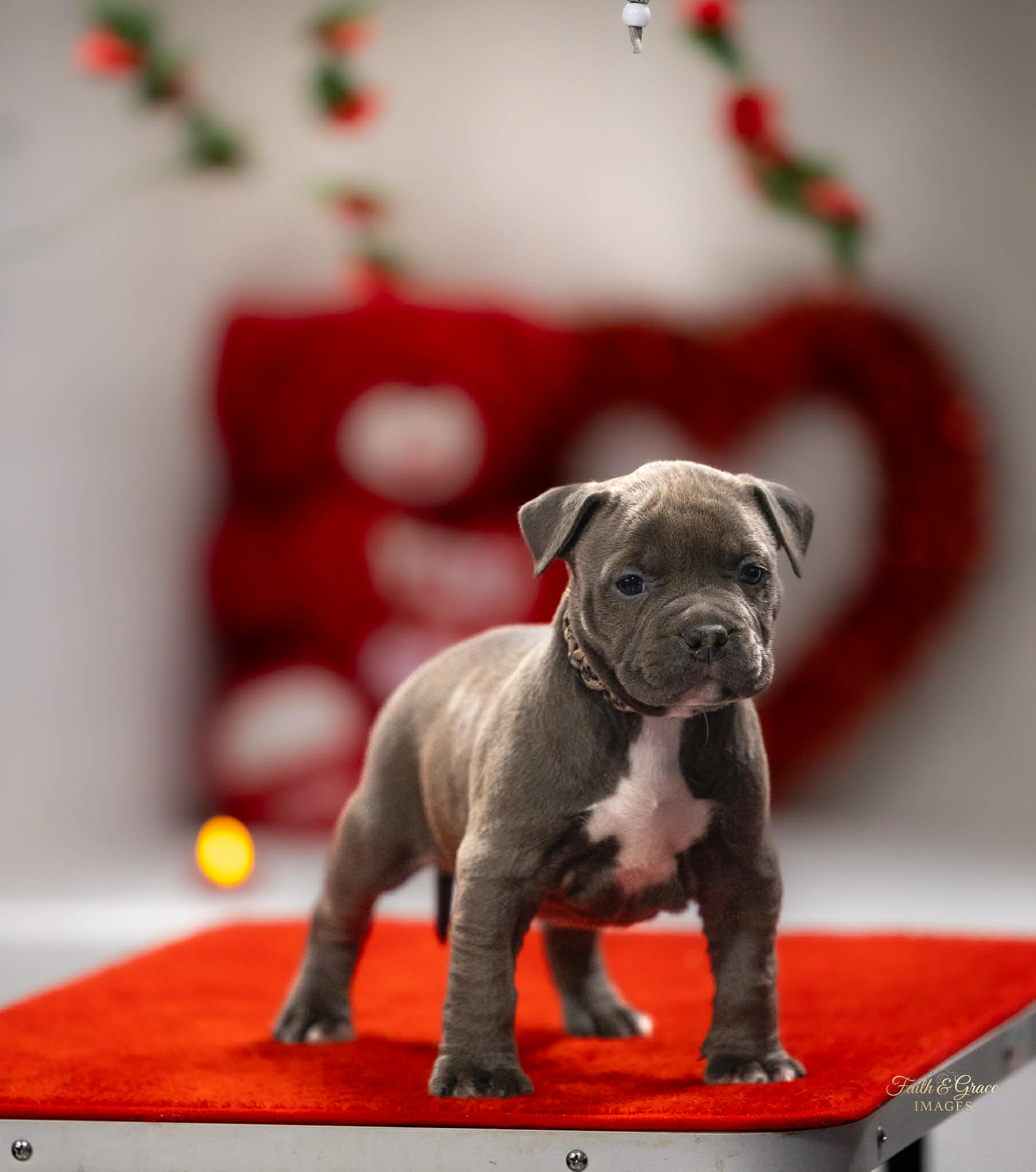 Dog Featured Image