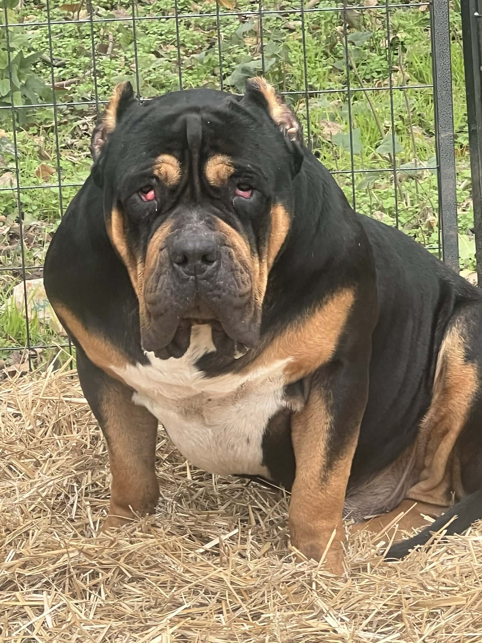 Dog Featured Image