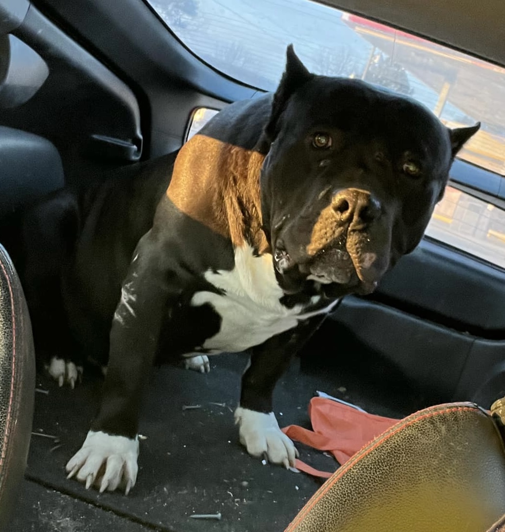 Dog Featured Image