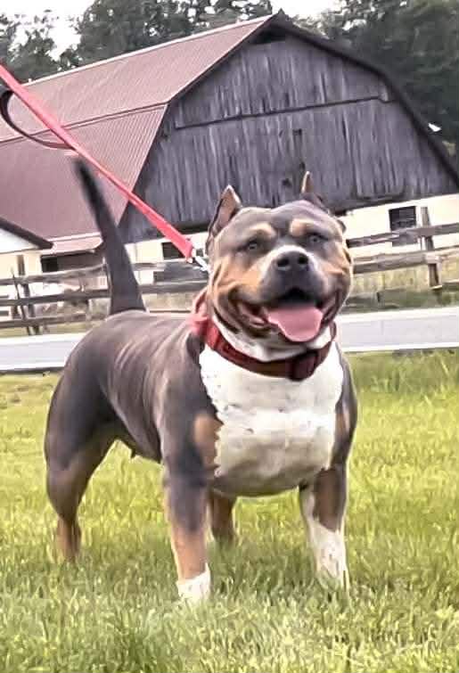 Dog Featured Image