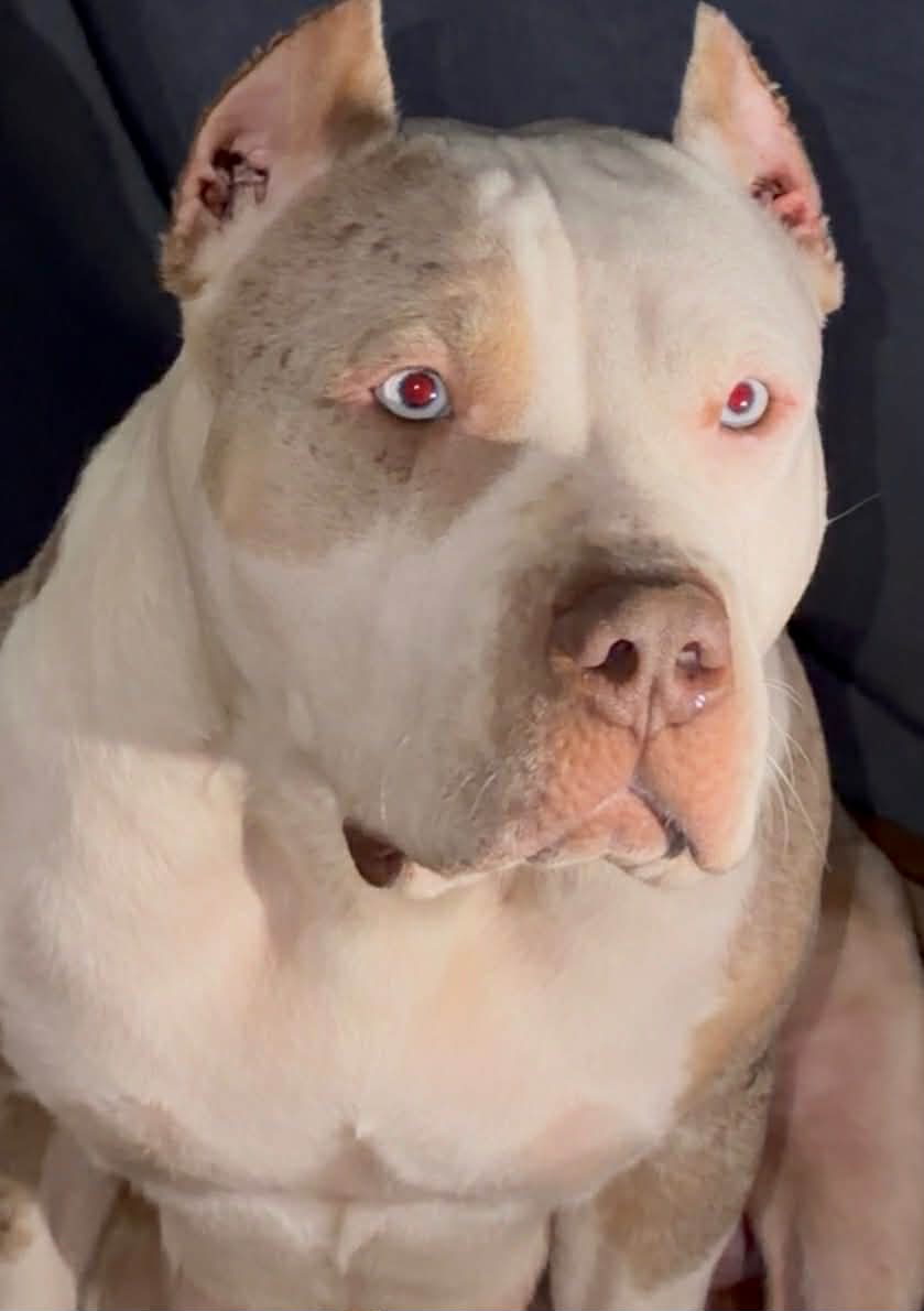 Dog Featured Image