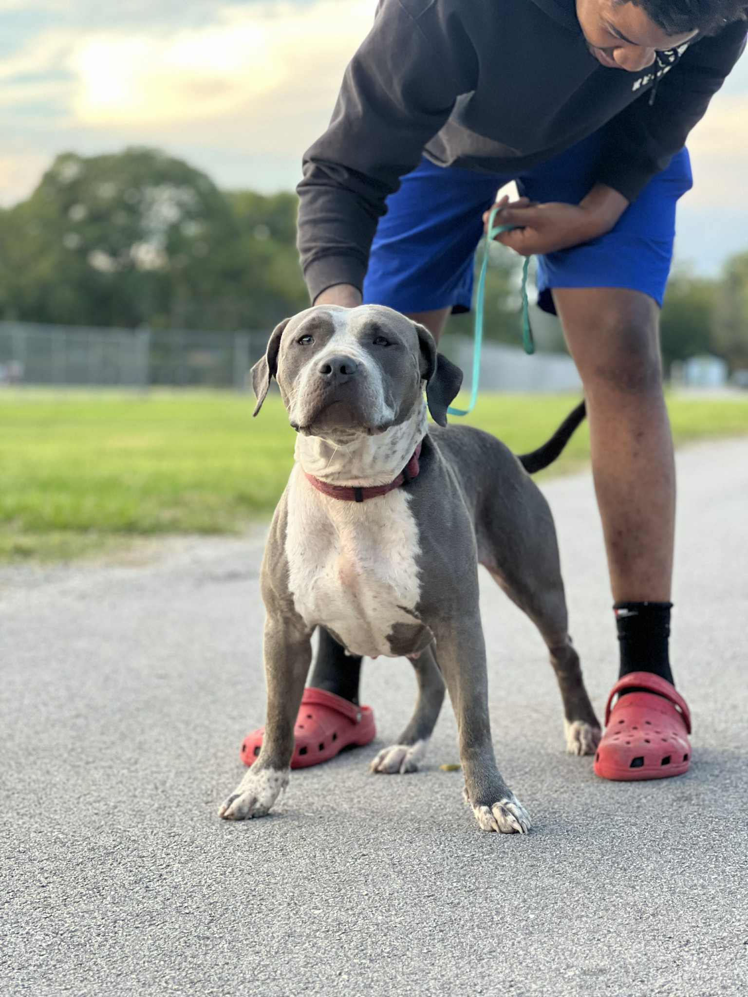Dog Featured Image