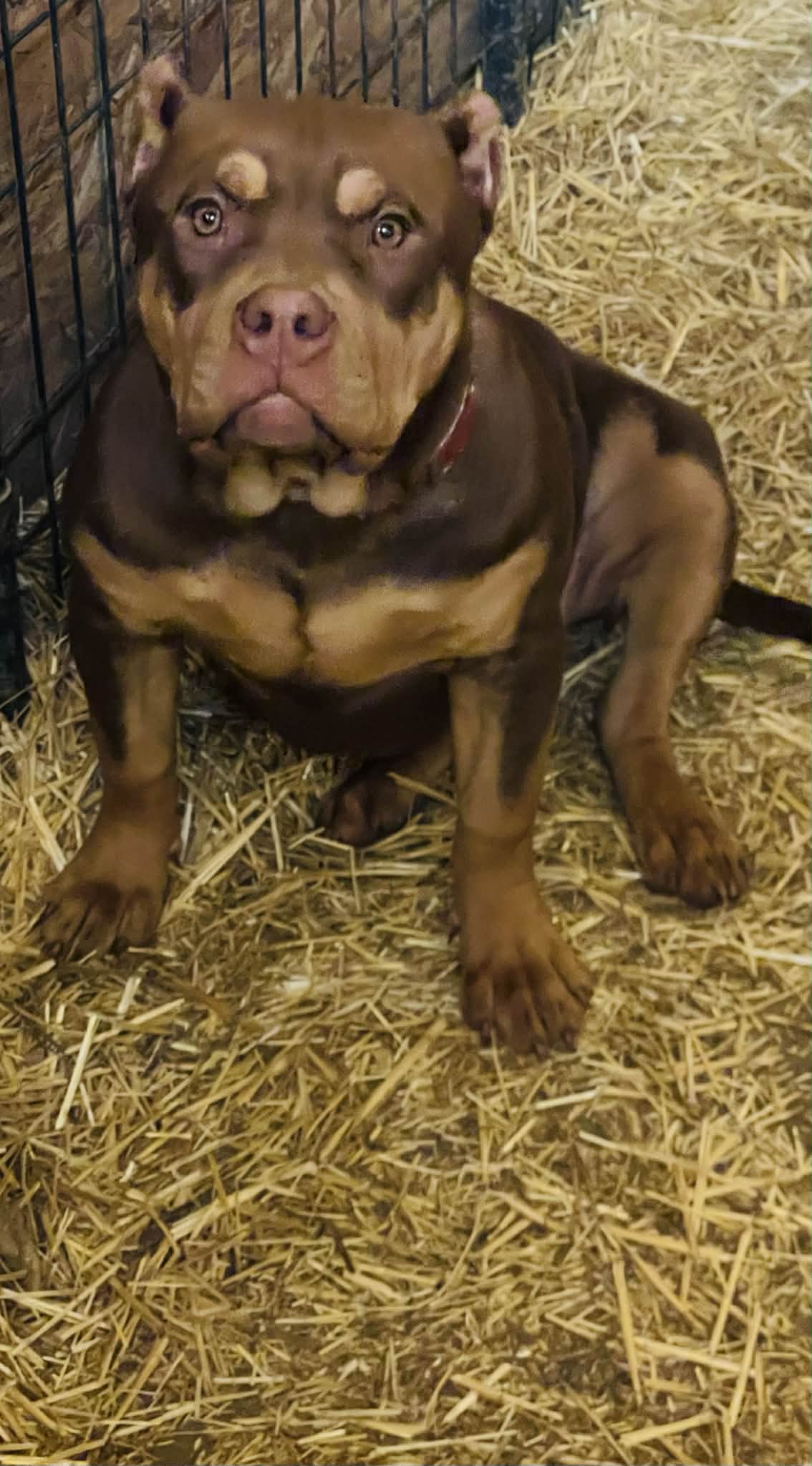 Dog Featured Image