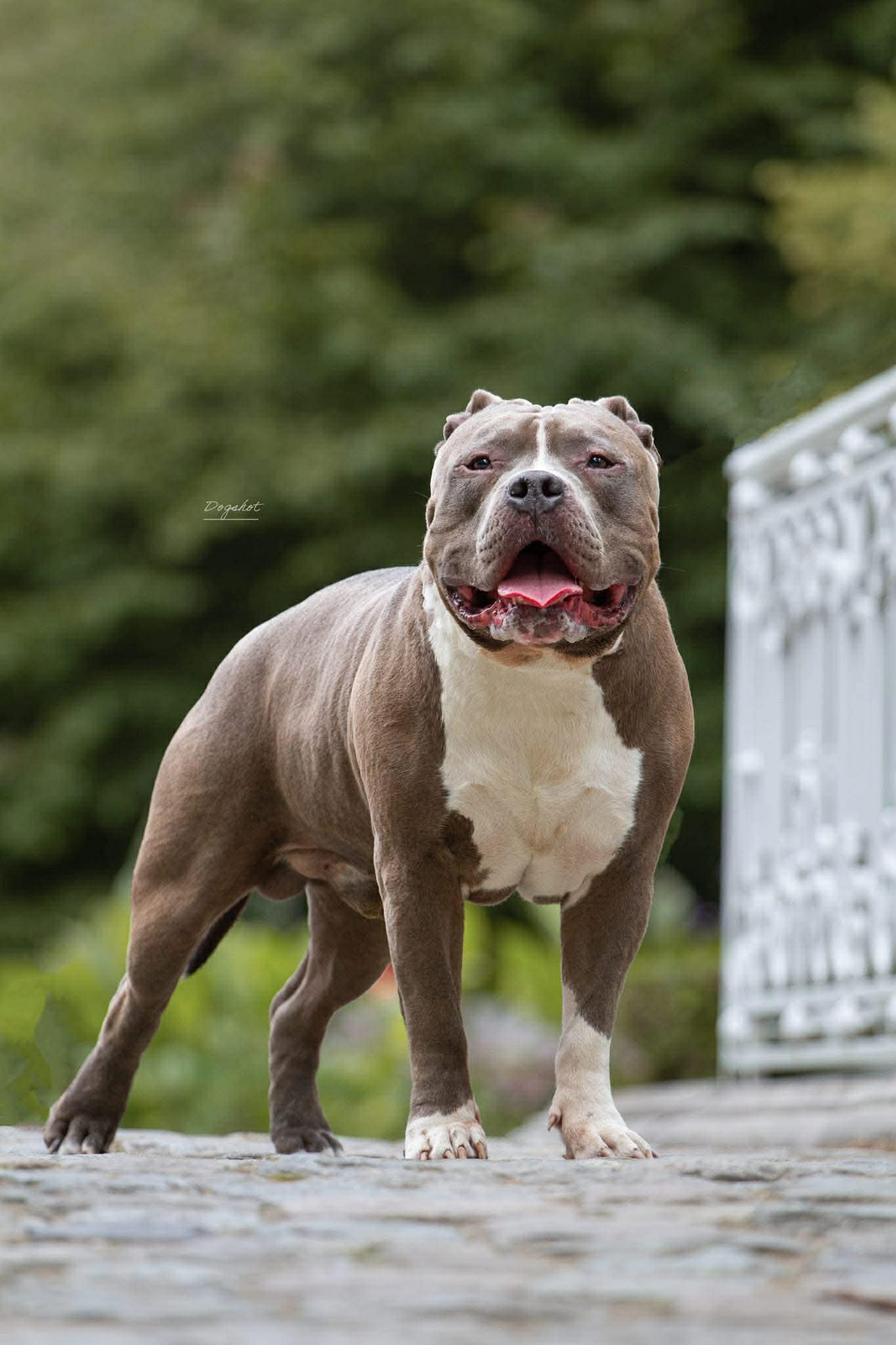 Dog Featured Image
